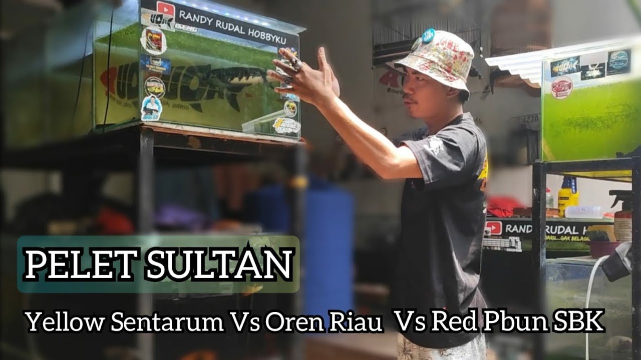 Experiment Pelet SULTAN 💰 Channa Maru