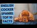 English Cocker Spaniel - TOP 10 Interesting Facts