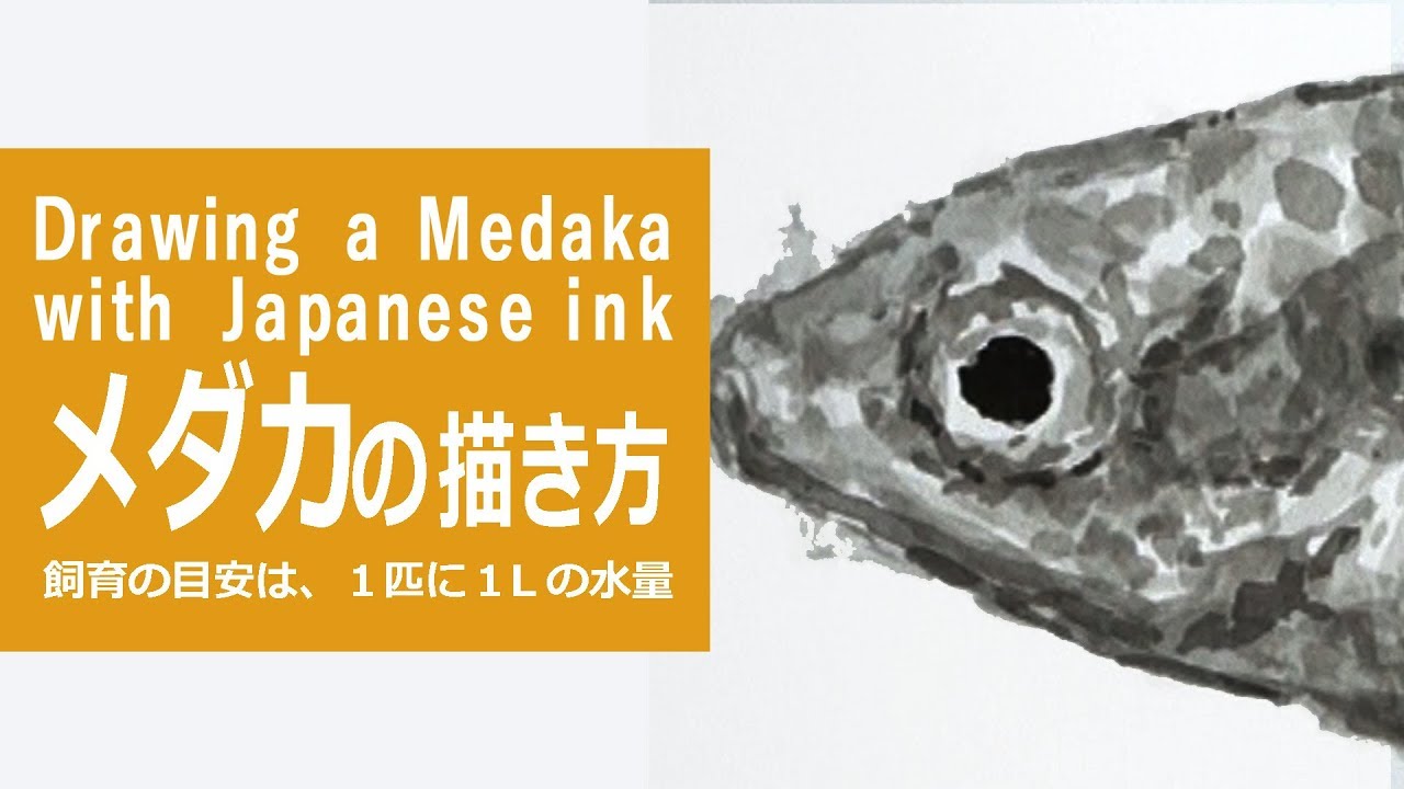 墨と筆のイラスト 描き方 制作過程 メダカ How To Draw Medaka Fish