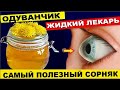 Одуванчик - самый полезный сорняк в мире ! Исцелит глаза , печень , суставы ..