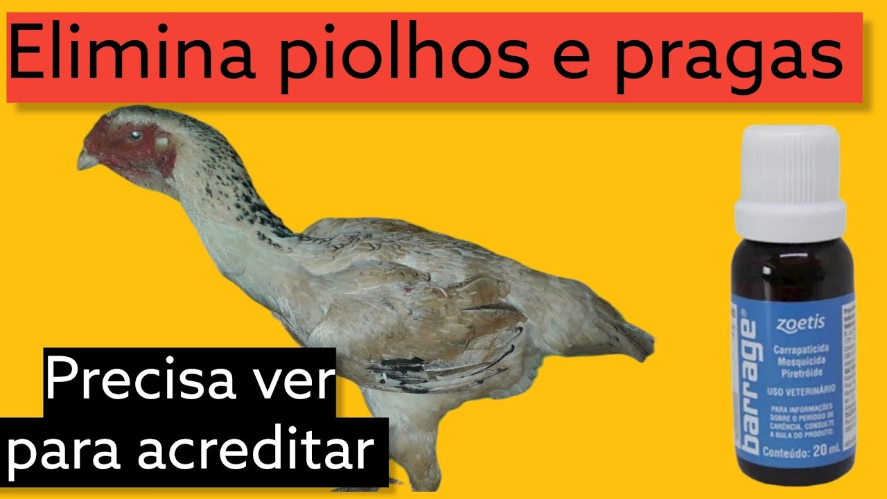 Como acabar com piolhos de galinha YouTube Como acabar com piolhos de galinha YouTube