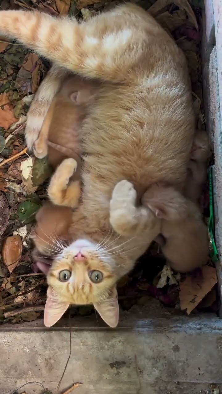 Belle maman avec petite chaton ? ? ? ? ? #cat