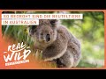 Bald Keine Koalas Mehr Vom Aussterben Bedroht Tierdoku