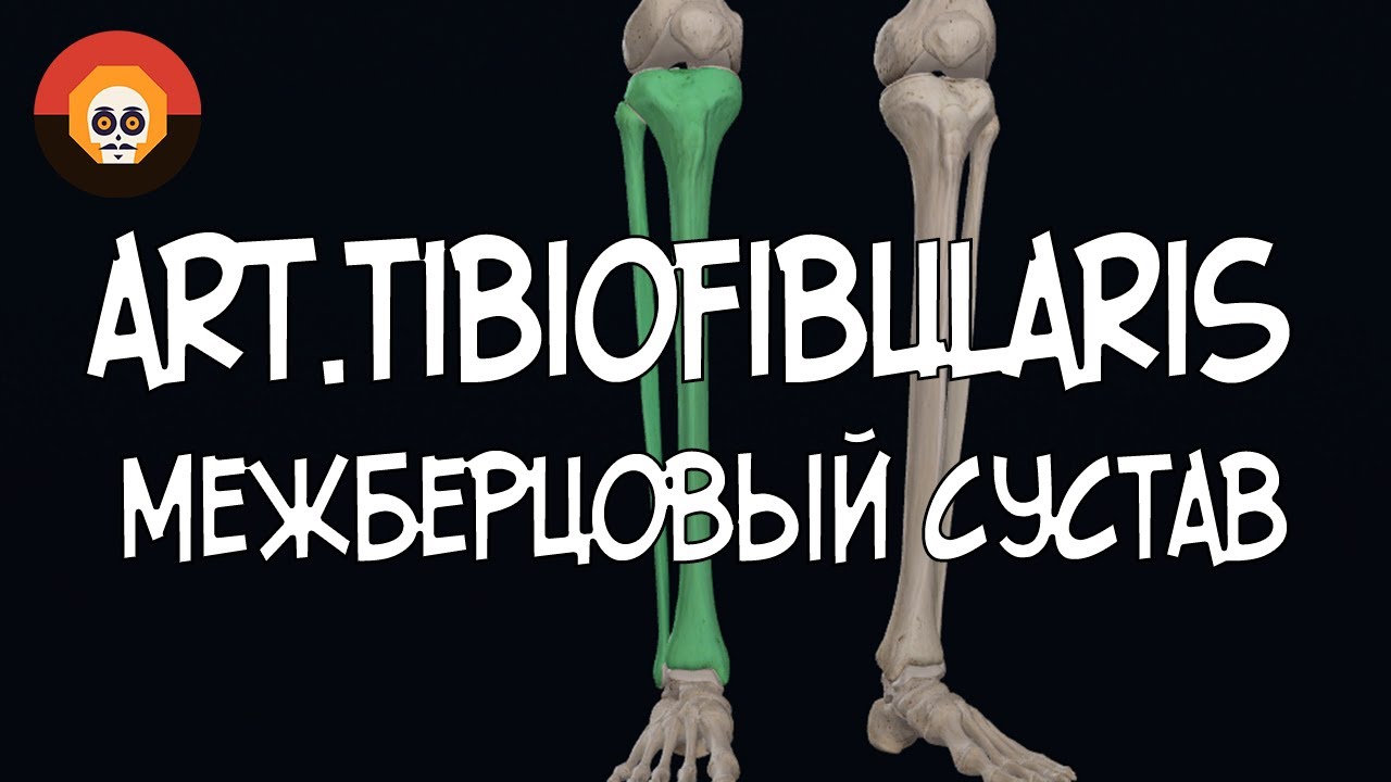 Межберцовый сустав (Art.Tibiofibularis) 3D Анатомия
