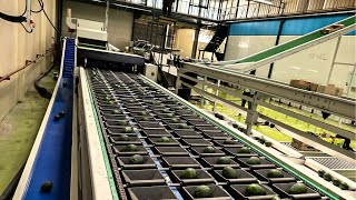 High-efficiency 4-lane avocado washing, waxing, drying and sorting line installed in Kenya