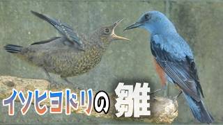 イソヒヨドリのイソ丸が雛を連れてきた