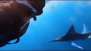 Efecto Pirry I Mobulas, Y Una Lección De La Naturaleza Para Nunca Olvidar