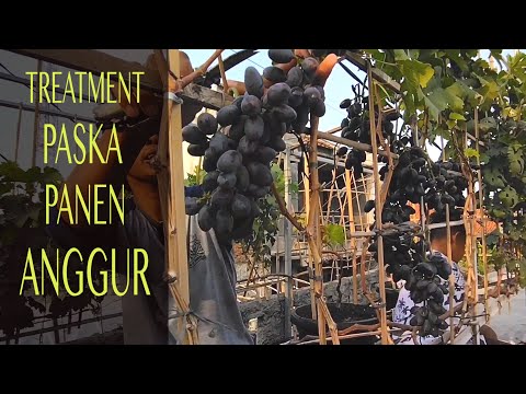 Video: Bagaimana Cara Menyebarkan Gooseberry? 23 Foto Reproduksi Di Musim Semi Dengan Membagi Semak Dan Di Musim Gugur Dengan Biji. Perbanyakan Vegetatif Dengan Layering, Metode Lain