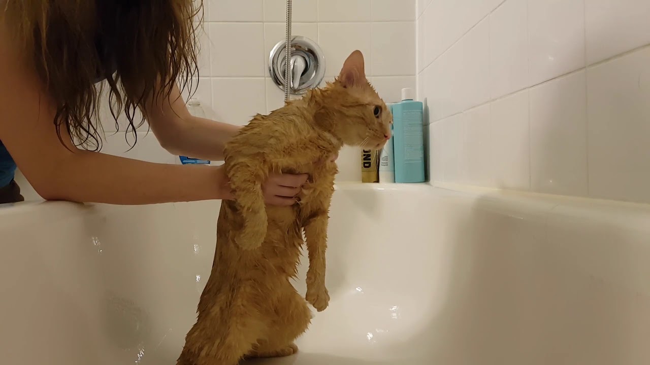 rumble video upload Cat doesn't want a shower