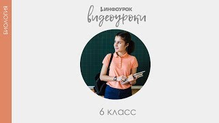 Прорастание семян | Биология 6 класс #35 | Инфоурок