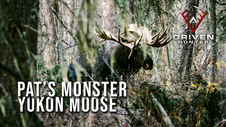 HE'S HUGE! - World Class Yukon Moose with a Bow | ...