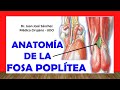 ✅ FOSA POPLÍTEA, Anatomía. Fácil y Sencilla