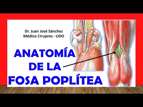 Vídeo: Anatomía, Función Y Diagrama Del Ligamento Poplíteo Oblicuo - Mapas Corporales