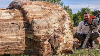 Дуб с таким дефектом стоит дороже