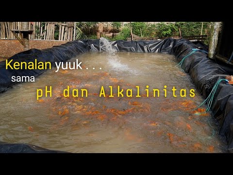 pH dan Alkaliitas : Penyebab fluktuasi ph pada budidaya sistem biofloc