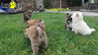 Fluffy Pomeranian Mix Puppies