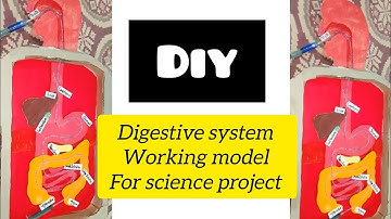 Digestive system | Working model for science project | Science Exhibition | Using Syringes | DIY