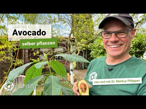Video: Avocado in einem Topf. Wir bauen zu Hause Avocados aus dem Stein an