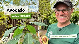 Avocado-Pflanze selber ziehen! Inkl. Pflegetipps zu Erde, Düngung, Standort, Schnitt | gardify Tipps