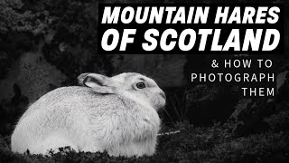 Mountain Hare in Scotland