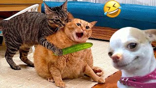 Funniest Animals 2024 😂 New Funny Cats and Dogs Videos 😻🐶