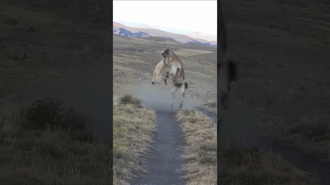 PUMA VS GUANACO