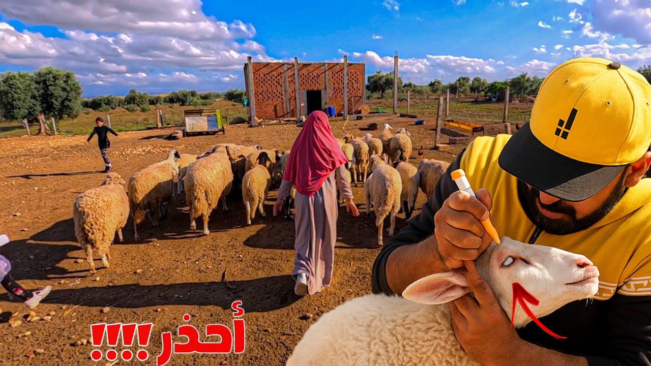 احذر! التهاب العين عند الأغنام(بياض العين) : الأعراض والعلاج قبل فوات الأوان 🐑💔