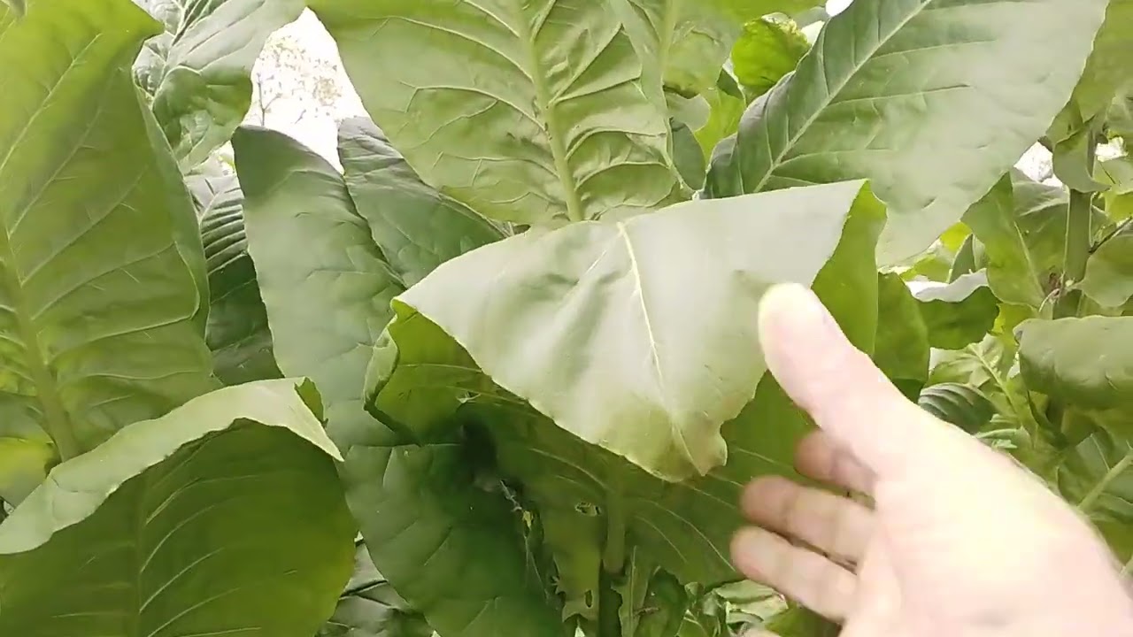 Начало уборки сезон 2025