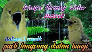 suara sirtu betina saling bersahutan di alam liar disertai gemricik air