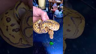 First one from the clown clutch is gone! #molinarosnakelab #ballpython #reptiles #diy #snakebreeding