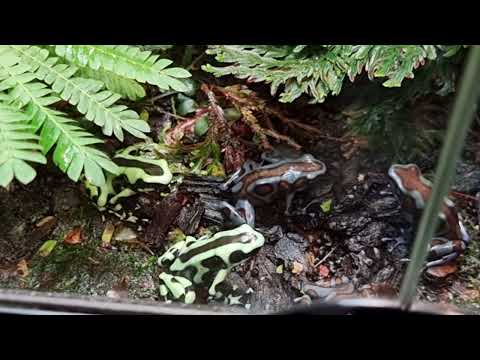 Green-and-black and Bicolored poison dart frogs