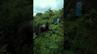 Unforgettable Mountain Gorilla Tours in Rwanda