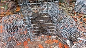 Cách Làm Lòng Bẫy ếch Đơn Giản Hiệu Quả Minh Ngọc 078695 2072