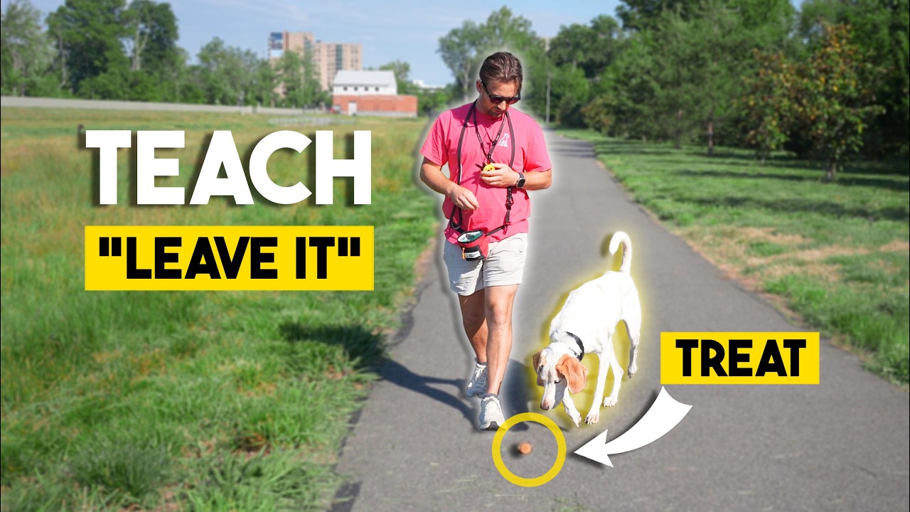How to Teach Your Dog the "Leave It" Command (5 minutes) - YouTube