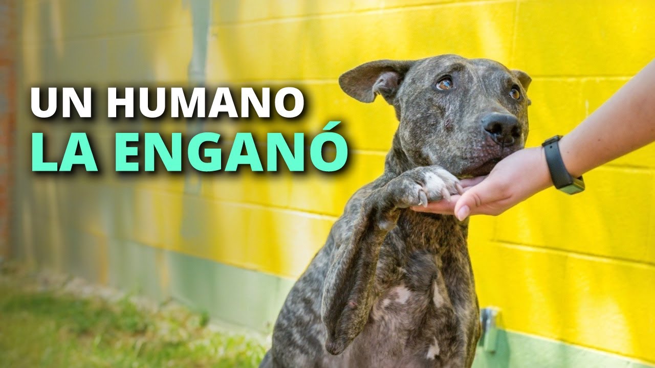 El peor error de esta perrita, fue confiar en los humanos - YouTube