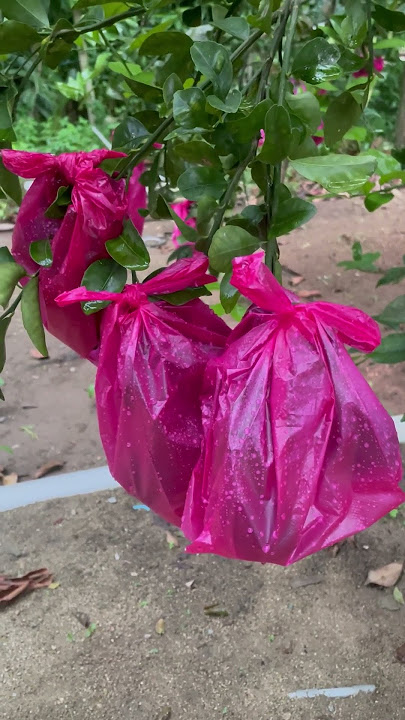 Limau kena bungkus banyak serangga perosak #berkebun