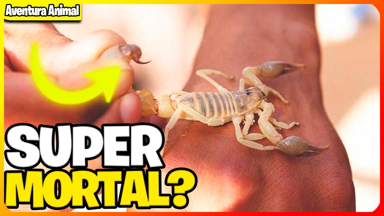 PICADA DE ESCORPIÃO AMARELO! O QUE ACONTECE? - YouTube
