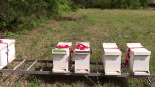 Bee Yard Update