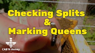 Checking splits and marking queens! #Queenrearing #Honeybee #Beekeeper