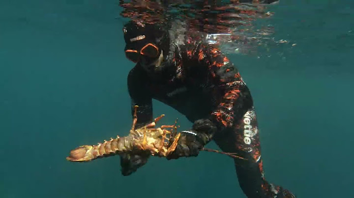 Wettie TV - New Zealand CRAYFISH, LOBSTER Species and SPEARFISHING!!