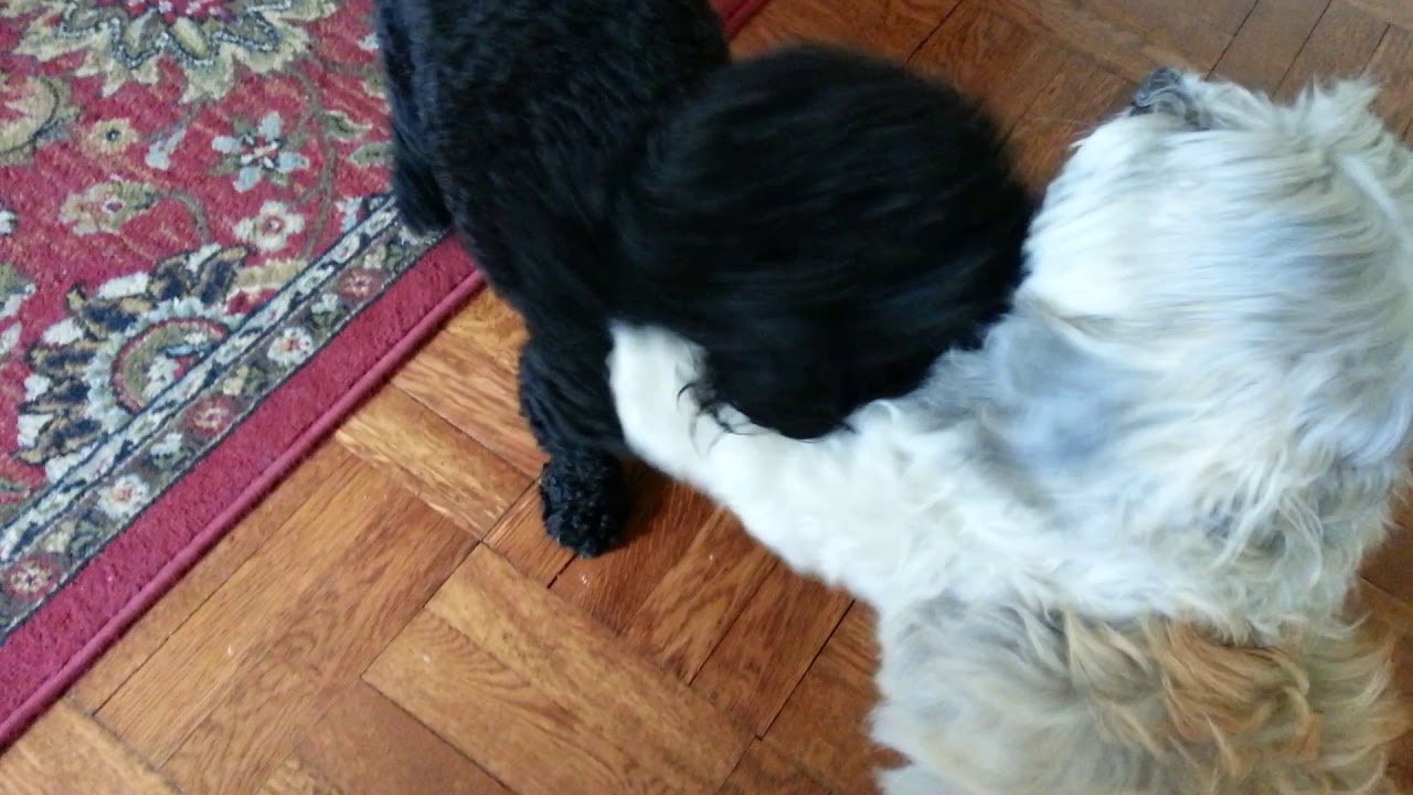 HOME AWAY FROM HOME DOG SITTING TORONTO DOGGIE DAYCARE PLAY YouTube