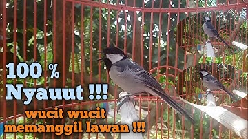 Pancingan Gelatik batu gacor agar Gelatik wucit wucit panjang || 100 % langsung Nyauut !!!