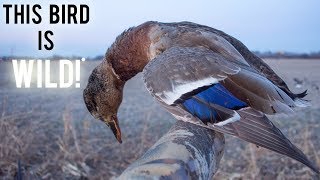 Once In A Lifetime Bird???