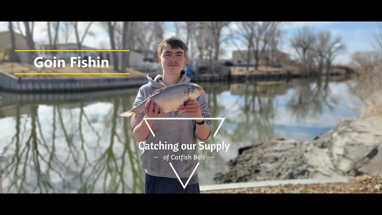 Catching Shads for Catfish Bait YouTube