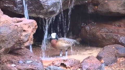 White-faced Whistling Duck bathing in the waterfall
