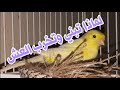 لماذا أنتى الكناري تبني العش وتهدمه وتبيض في أرضية القفص