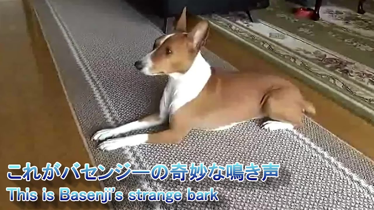 人類の理想の犬 バセンジーについて解説します Uchinoco うちの子