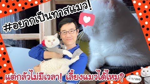 อยากเลี้ยงแมว | เริ่มต้นยังไง??