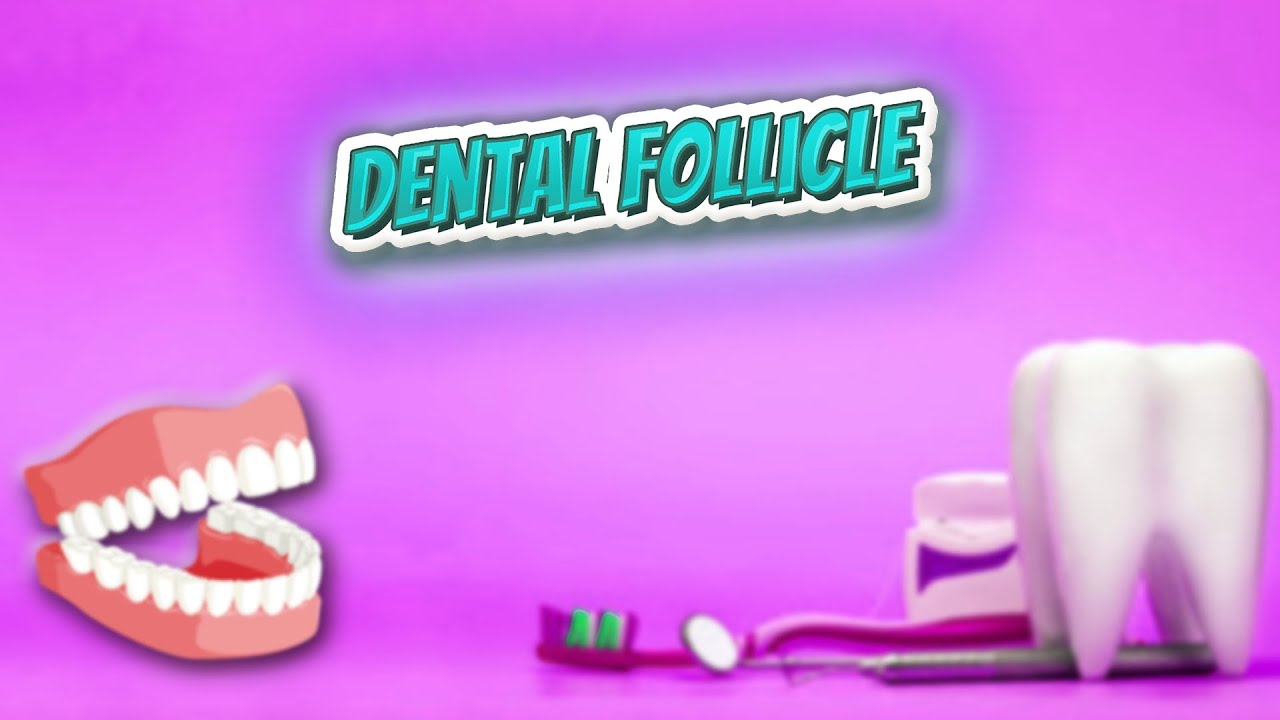 Dental follicle Everything Dentistry 🍎👄🔊 YouTube