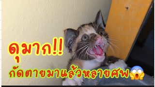 ดีมาก!! กัดตายมาแล้วหลายศพ😱 #แมวจร #catlover #cat #ผู้กองแขกกับแมวจร Vol.2 